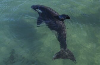 Man Charged After Making an attempt to Physique Slam an Orca in New Zealand