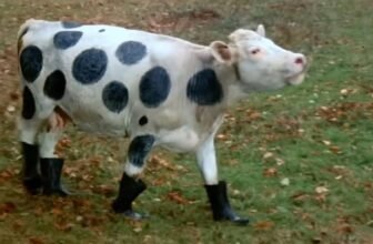 10 Greatest Cult Motion pictures on Netflix Proper Now