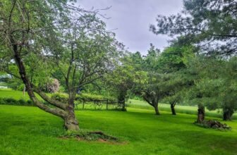 The Little Issues Publication #417 – Life, laughter, and many nice meals!