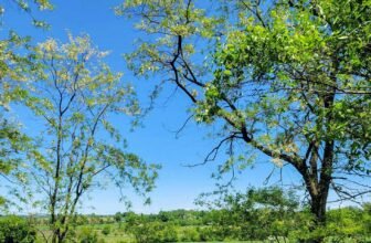 The Little Issues Publication #418 – Life, laughter, and many nice meals!