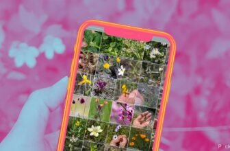 How I take advantage of my cellphone to establish vegetation without cost