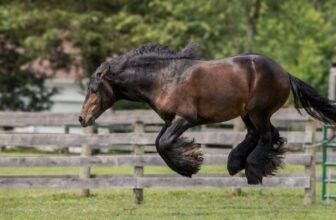 Test Out the Funniest Pet Images of 2024