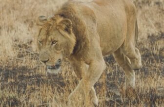 3-Legged Lion Units Swimming File in Crocodile-Crammed River