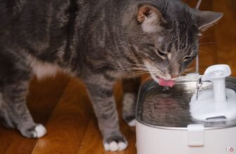 Petlibro Dockstream Overview: Good however dear