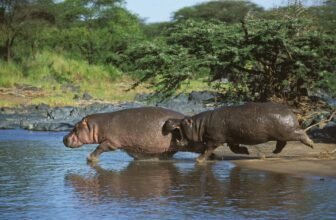 Hippos Go Airborne at Prime Speeds, Video Footage Reveals