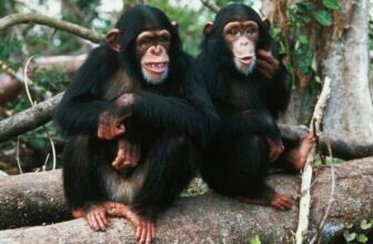 Chimpanzees Chat Up a Storm With Human-Like Gestures