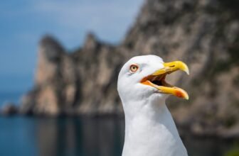 ‘Very Aggravated’ Seagulls Are Waging Conflict on NYC’s Seaside Drones