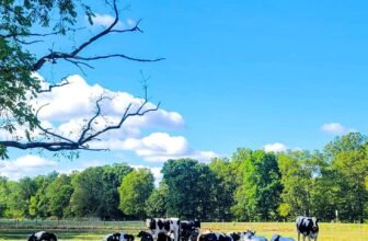 The Little Issues Publication #433 – Life, laughter, and plenty of nice meals!