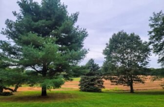 The Little Issues Publication #436 – Life, laughter, and plenty of nice meals!