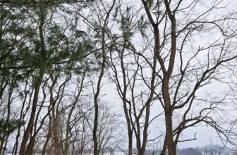 The Little Issues Publication #453 – Life, laughter, and plenty of nice meals!